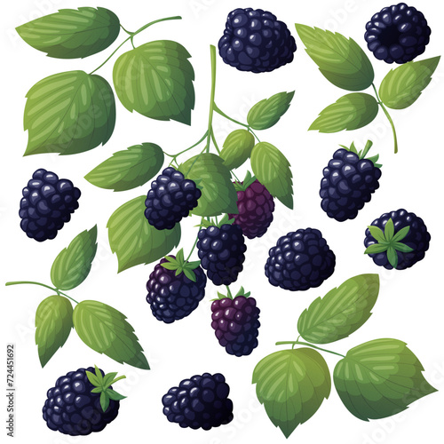 Set of fresh blackberries. Vector illustration of berries with leaves and isolated on white background. Blackberry on a twig
