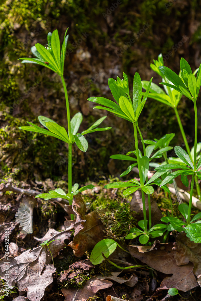 Woodruff covers the ground under the trees galium odoratum Woodruff covers the ground under the trees galium odoratum