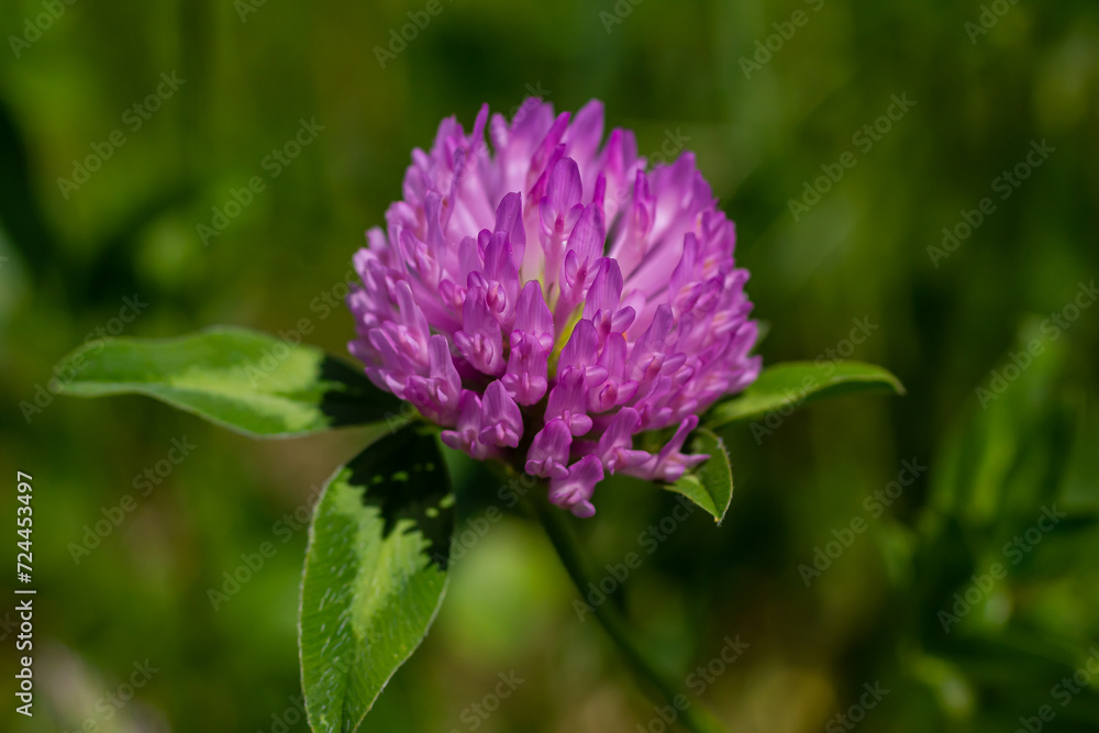 Trifolium pratense, red clover. Collect valuable flowers fn the meadow in the summer. Medicinal and honey-bearing plant, fodder and in folk medicine medically sculpted wild herbs Trifolium pratense, red clover. Collect valuable flowers fn the meadow in the summer. Medicinal and honey-bearing plant, fodder and in folk medicine medically sculpted wild herbs