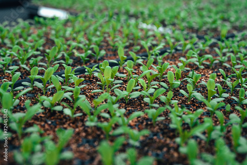 Young trees in the planting plot