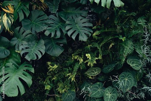 Green leaf texture,tropical leaf texture and dark leaf background © artrachen