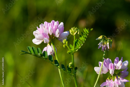 Securigera varia or Coronilla varia, commonly known as crownvetch or purple crown vetch