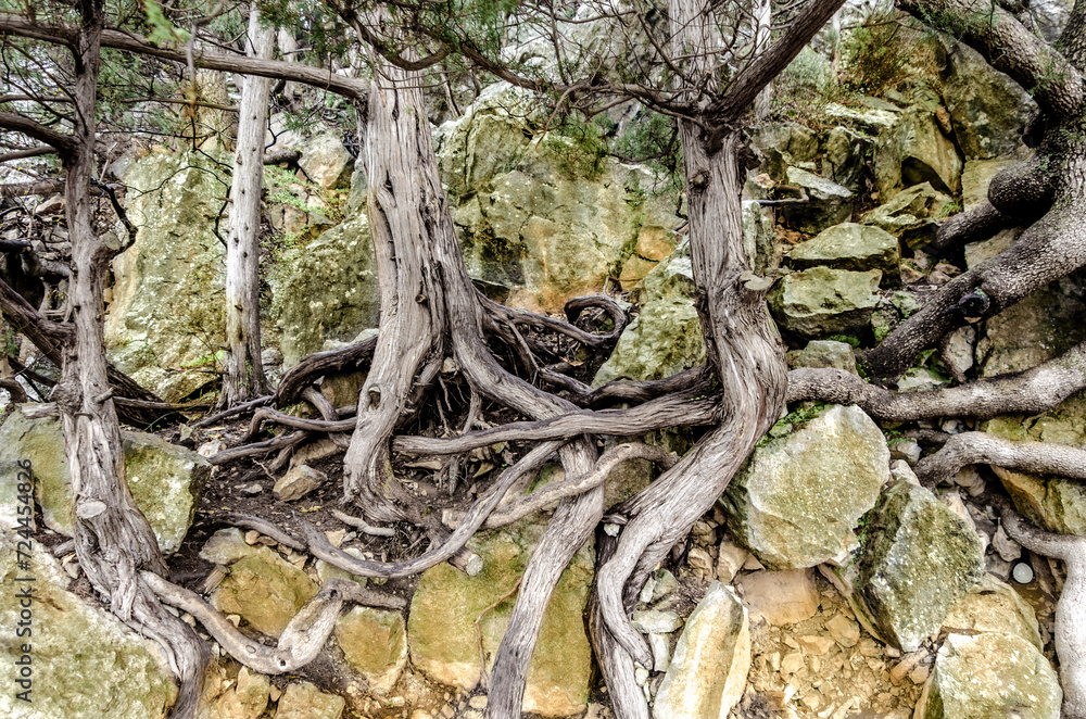 Intertwined tree roots among the rocks in the forest during the day. Intertwined tree roots among the rocks in the forest during the day.