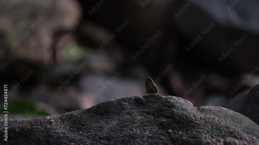 Diana treebrown butterfly perching on a stone in the woods with blur background Diana treebrown butterfly perching on a stone in the woods with blur background