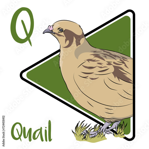 The combination of their stocky bodies and pointed wings makes Quails stand out. This is a terrestrial species, feeding on seeds and insects on the ground. Quails move surprisingly fast.