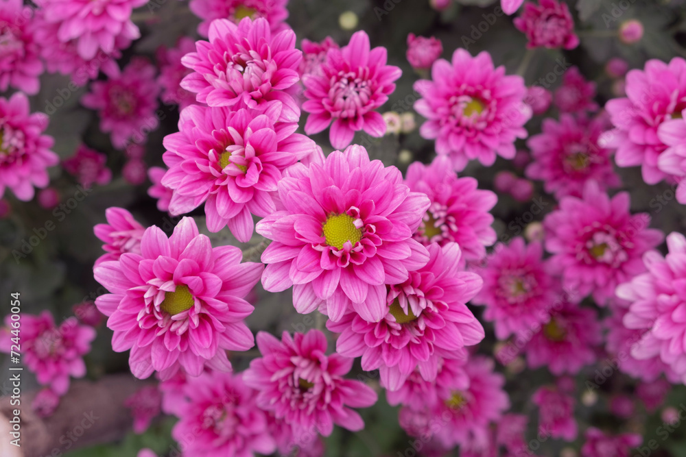 Close up pink chrysanthemum with green stamens with other flowers blurred behind it. Close up pink chrysanthemum with green stamens with other flowers blurred behind it.