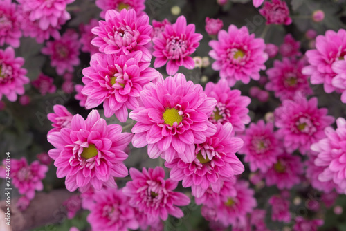 Close up pink chrysanthemum with green stamens with other flowers blurred behind it.