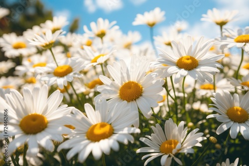 A breathtaking view of a field filled with white and yellow daisies  capturing the serene beauty of nature under a vibrant blue sky  The landscape of white daisy blooms in a field  AI Generated