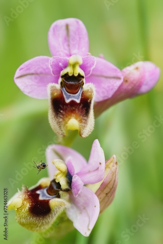 Close up photo of Ophrys holosericea, the late spider orchid. Gargano, Italy, Europe.  photo