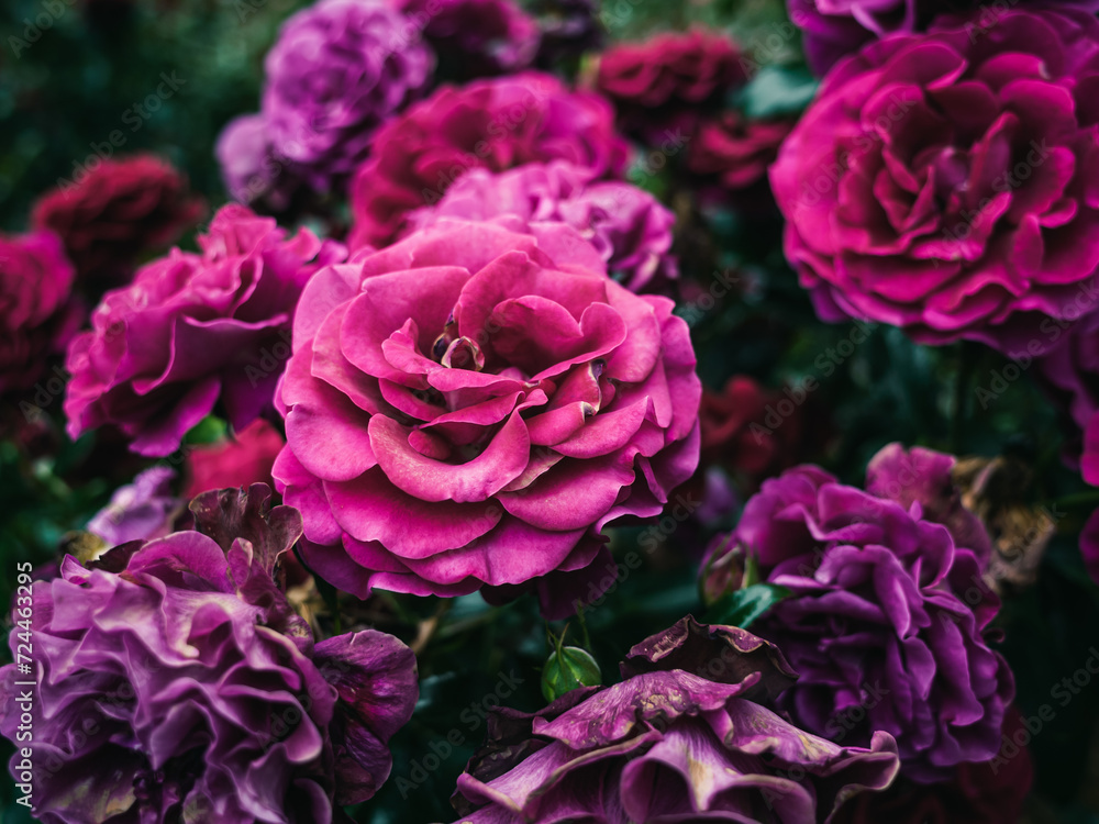 Roses in the garden Roses in the garden