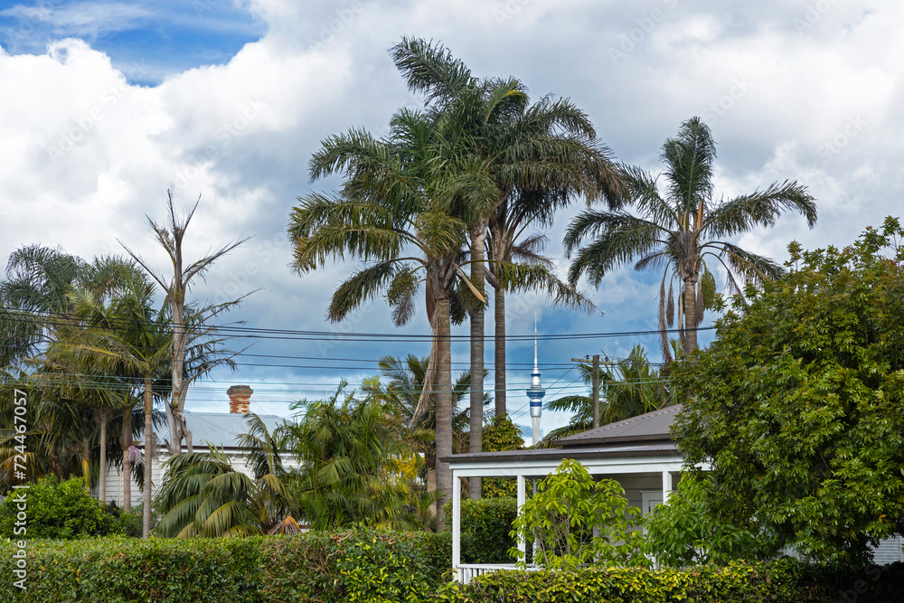 House and garden with palmtrees in Ponsonby. Skytower in the back. Auckland New Zealand.