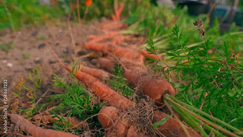 The carrot harvest is laid out on a vegetable garden bed, close-up. Smooth camera movement The carrot harvest is laid out on a vegetable garden bed, close-up. Smooth camera movement