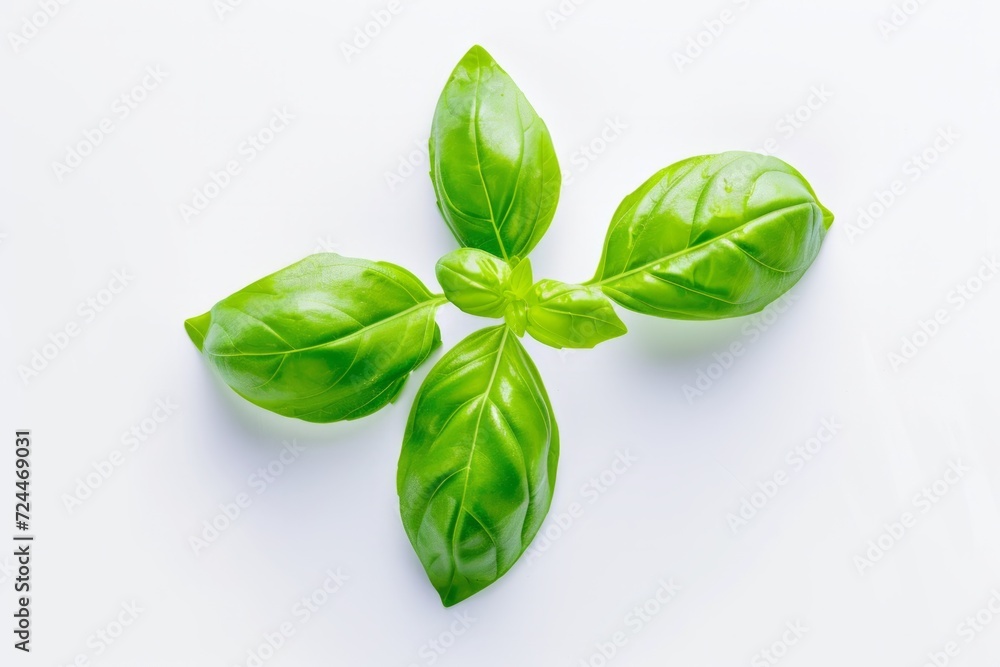 Fototapeta premium Vibrant Green Basil Leaves From Herb Garden, Isolated On White