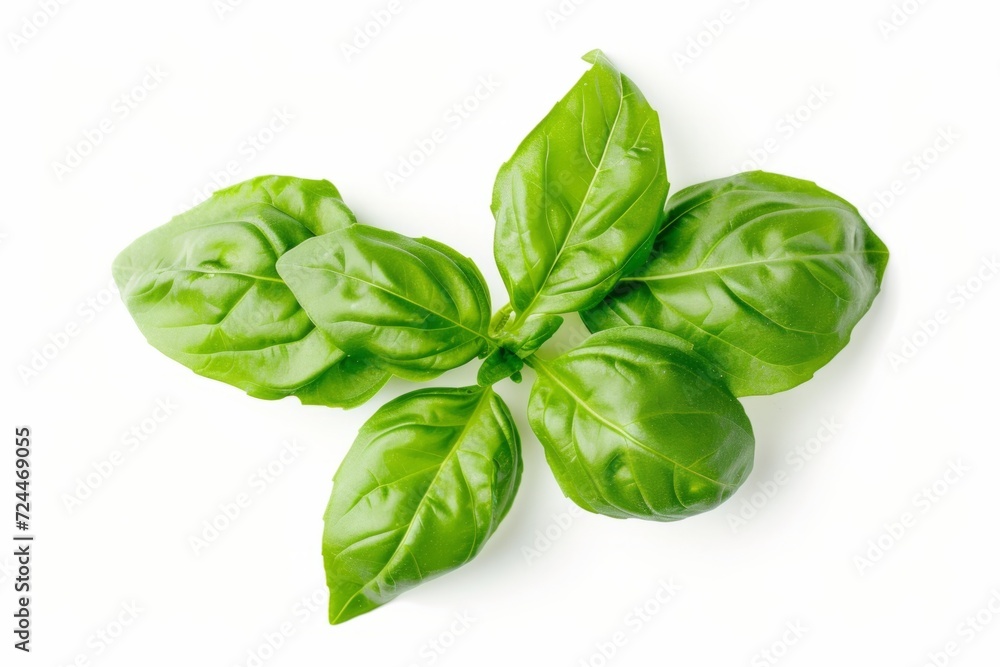 Vibrant Green Basil Leaves From Herb Garden, Isolated On White Vibrant Green Basil Leaves From Herb Garden, Isolated On White