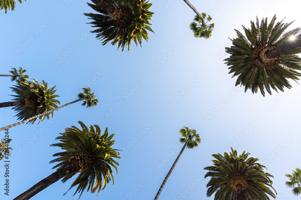 A perfect summer day and tall palms A perfect summer day and tall palms