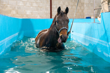 Horse during a hydrotherapy on a water treadmill