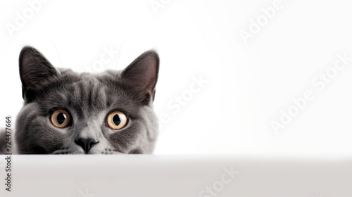 British Shorthair cat looking directly into the camera on a white background. Generative AI © Katerryna.R
