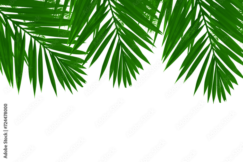 Natural palm tree leaves isolated on white background