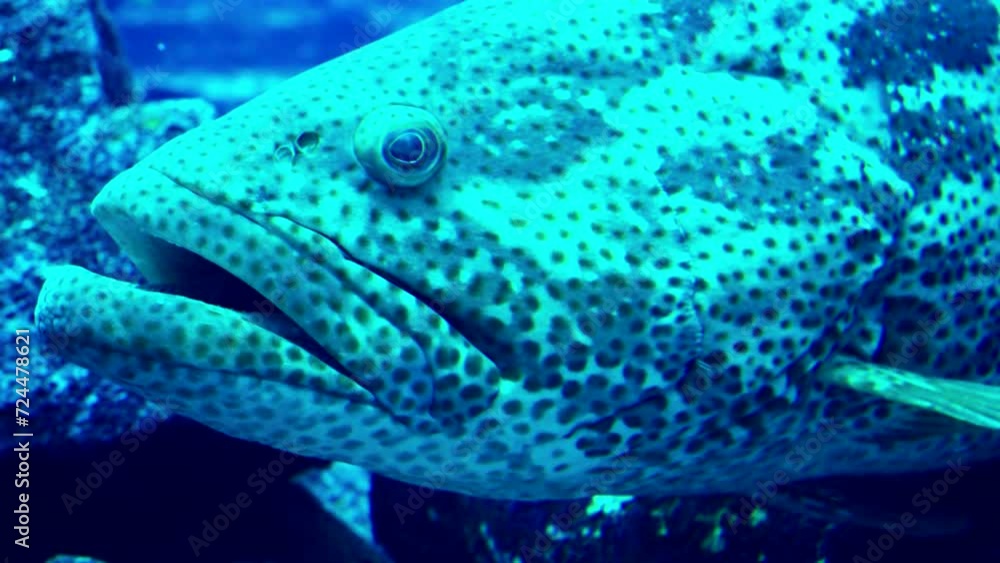 Close-Up View of a Spotted Grouper Fish in Its Natural Coral Reef Habitat Close-Up View of a Spotted Grouper Fish in Its Natural Coral Reef Habitat