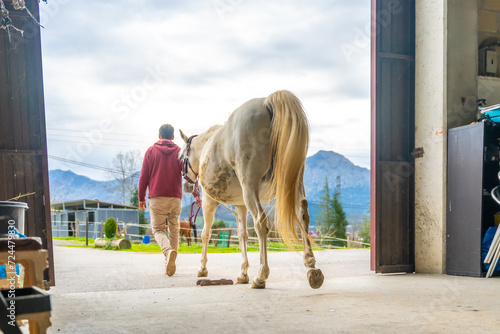 Horse trainer carrying a white horse outside the stable photo
