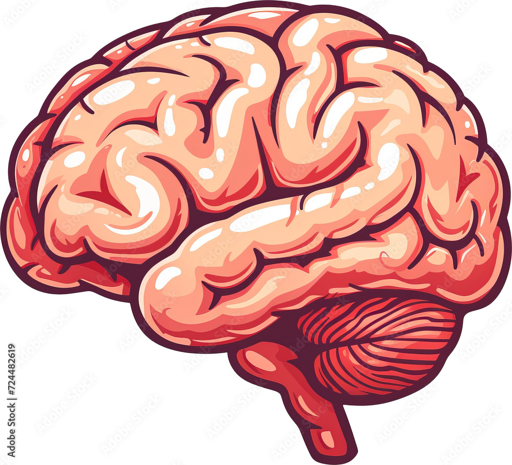 Brain isolated on transparent background. PNG Brain isolated on transparent background. PNG