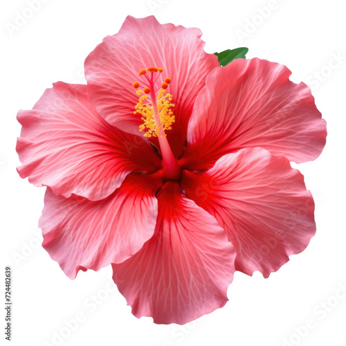 Hawaiian hibiscus flower isolated transparent background