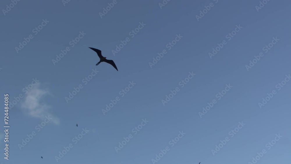 Black birds of magnificent frigates flies in sky over Galapagos Islands. This species of frigate bird is known for its striking appearance, with its bright red sac and glossy black feathers. Black birds of magnificent frigates flies in sky over Galapagos Islands. This species of frigate bird is known for its striking appearance, with its bright red sac and glossy black feathers.