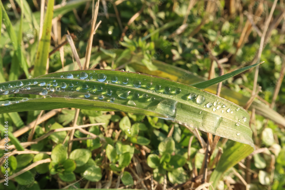 Drops leaf wire grass vision nature detail natural Drops leaf wire grass vision nature detail natural