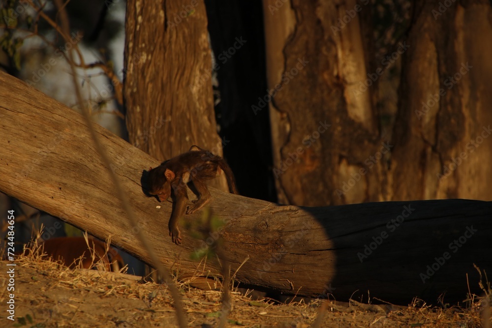 Obraz premium baby monkey playing on tree 