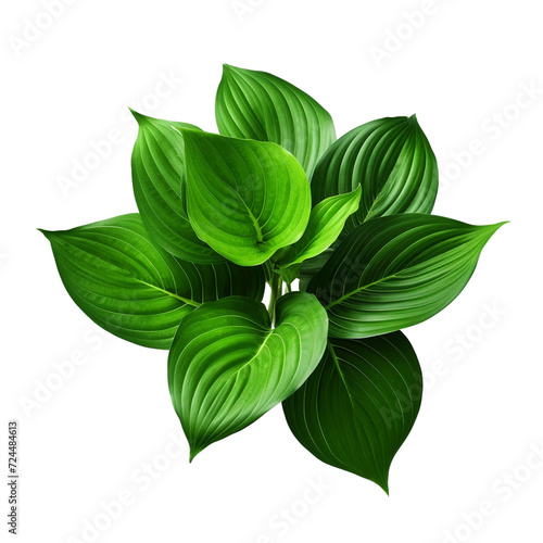 Green leaves hosta plant bush clip art