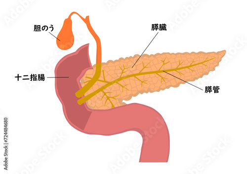 膵臓と膵管と胆のうと十二指腸の各部名称