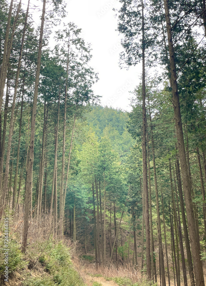 Fototapeta premium trees in the forest
