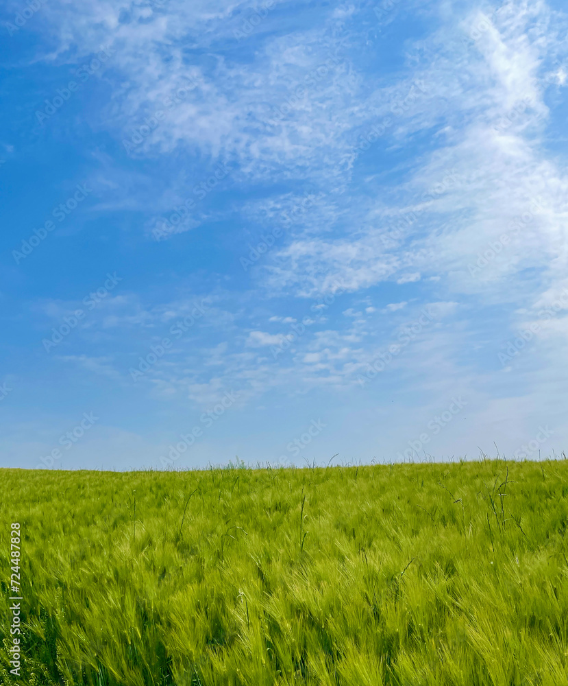 green field and blue sky green field and blue sky