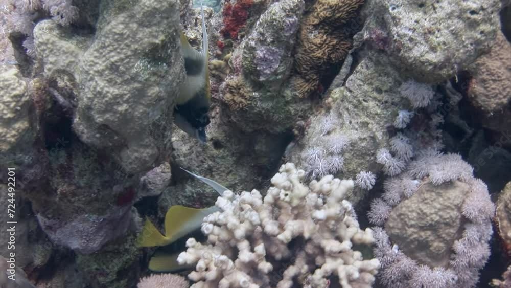 Macro video butterfly fish on coral reef in underwater Red Sea. Coral reefs do this by providing habitat and shelter for many species of fish and other sea creatures. Macro video butterfly fish on coral reef in underwater Red Sea. Coral reefs do this by providing habitat and shelter for many species of fish and other sea creatures.