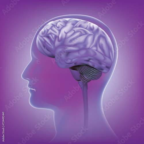 Male anatomy of human brain in x-ray view.vector illustration