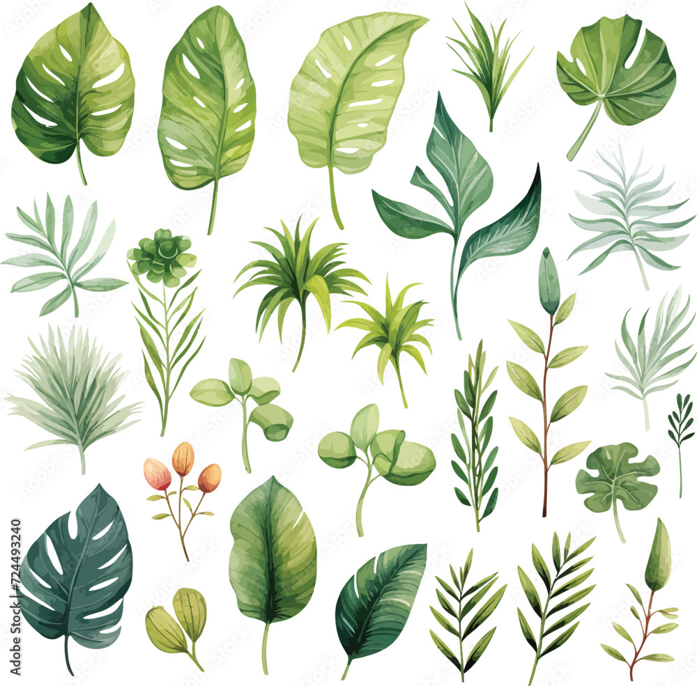 Exotic watercolor illustrations of tropical plants, palm leaves, monstera on an isolated white background, watercolor vector illustration