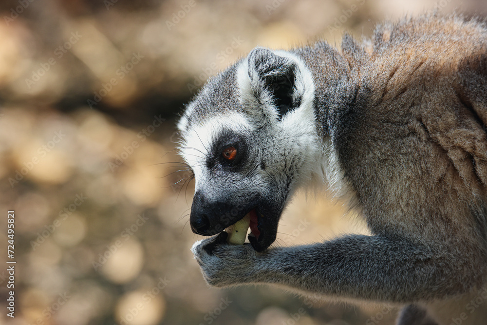 Obraz premium Close-Up of Lemur With Open Mouth