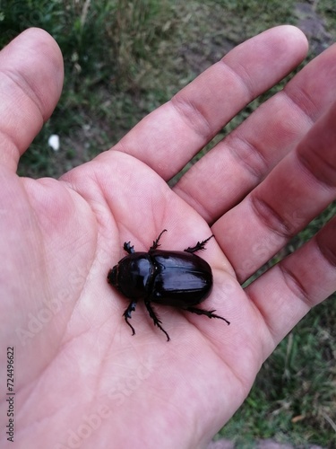 insect on hand 2