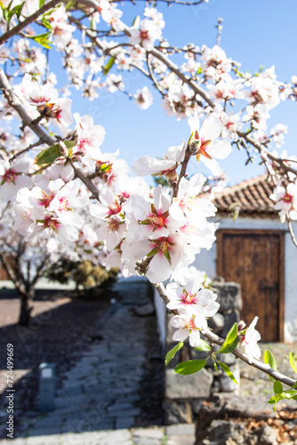 Beautiful blooming almond tree with flowers in full bloom in Santiago del Teide, Tenerife, Canarias Islands, Spain.