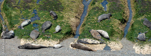 Large colonies of young Elephant Seals moulting their skins on the shores of the Valdés Peninsula, Patagonia, Argentina.