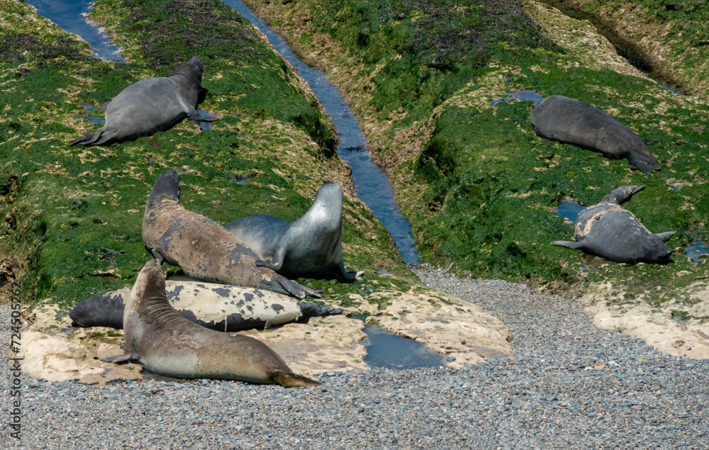 Obraz premium Large colonies of young Elephant Seals moulting their skins on the shores of the Valdés Peninsula, Patagonia, Argentina.