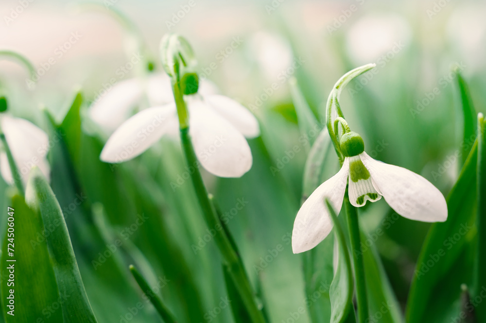 Fototapeta premium snowdrops. View of spring flowers in a clearing in the forest. New fresh snowdrop blooms on a beautiful morning with sunshine. Wildflowers in nature. Blooming spring