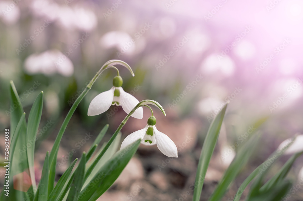 snowdrops. View of the spring flowers in the park. New fresh snowdrop blossom on beautiful morning with sunlight. Wildflowers in the nature snowdrops. View of the spring flowers in the park. New fresh snowdrop blossom on beautiful morning with sunlight. Wildflowers in the nature