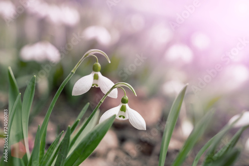 snowdrops. View of the spring flowers in the park. New fresh snowdrop blossom on beautiful morning with sunlight. Wildflowers in the nature © oksanamedvedeva