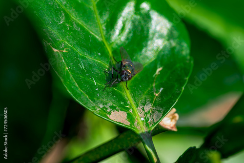 Insectos, abejas, mariquitas y avispas en el bosque de Madrid © MrWeaK