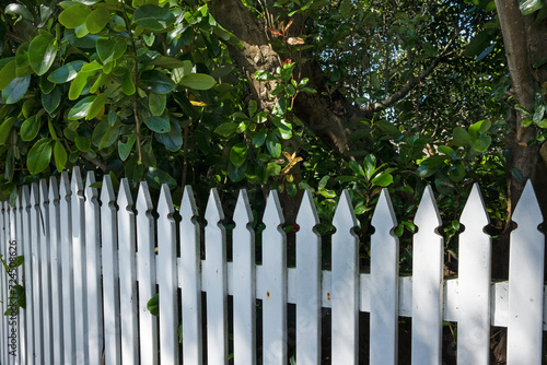 White wooden fence at garden. Auckland New Zealand