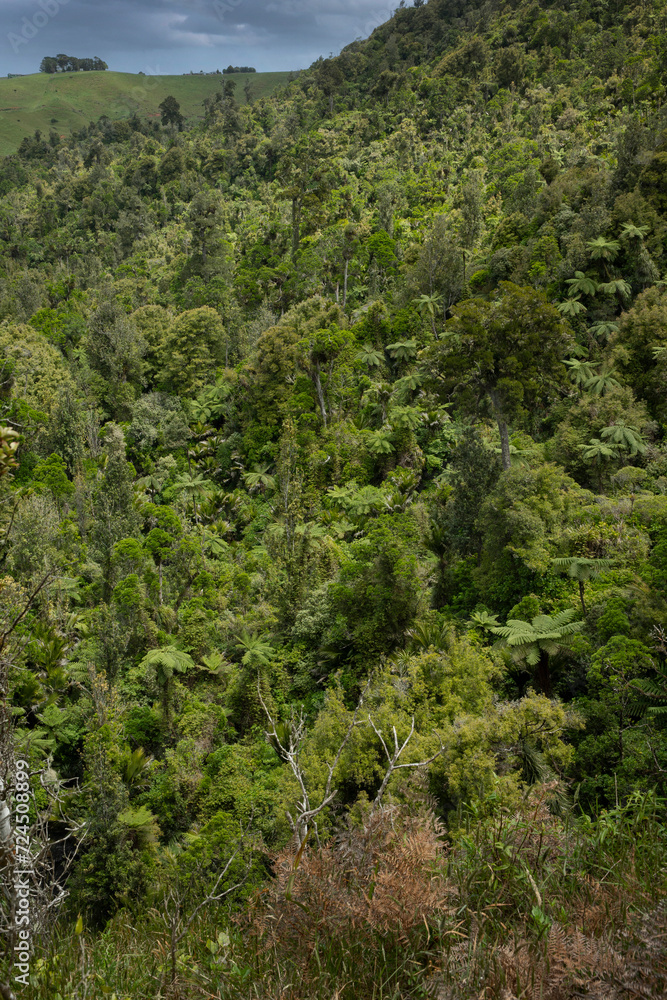 Bridal Veils Waterfall. Waikato New Zealand. Forest. Jungle. Waireinga reserve. Pakoka River
