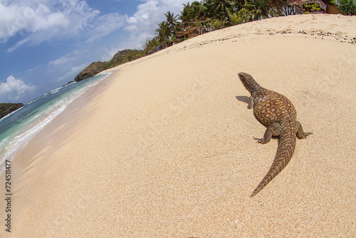 savannah monitor lizard roam at the tropical beach © Ibenk.88