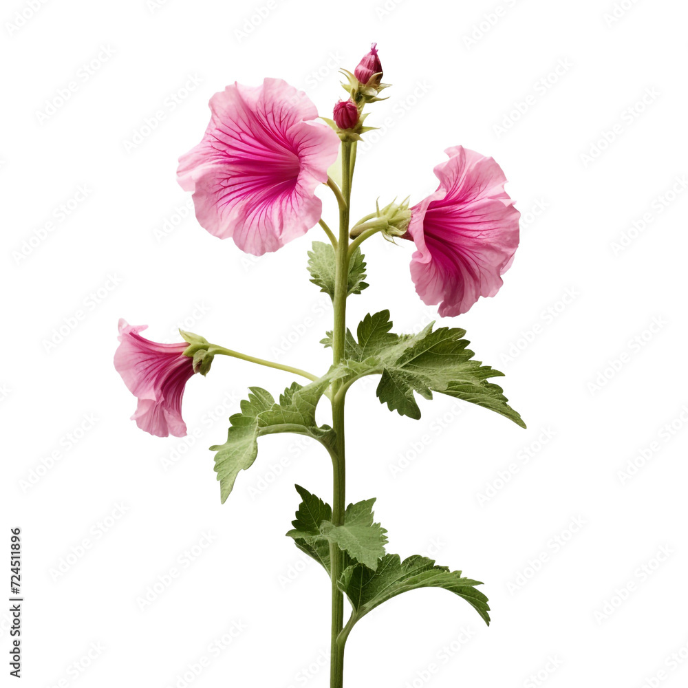 Hollyhock flower isolated on transparent background Hollyhock flower isolated on transparent background