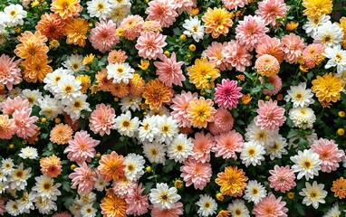 A photograph capturing a floral background on a wall adorned with chrysanthemum flowers